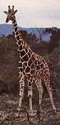 unknow artist Livsrummet had shrank ago giraffe pa its hemkontinent oil on canvas